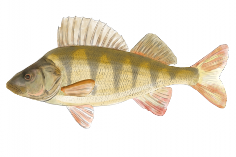 02_Fisch
