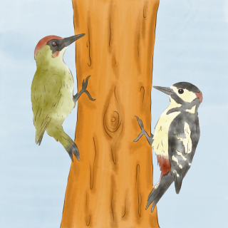 Spechte_Aquarell